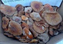 Мухомор красный