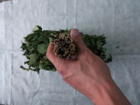 Купити банні віники березові