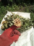 Купить банные веники липовые