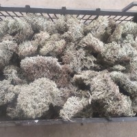 Ісландський мох