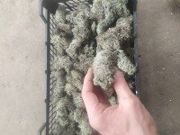 Ісландський мох